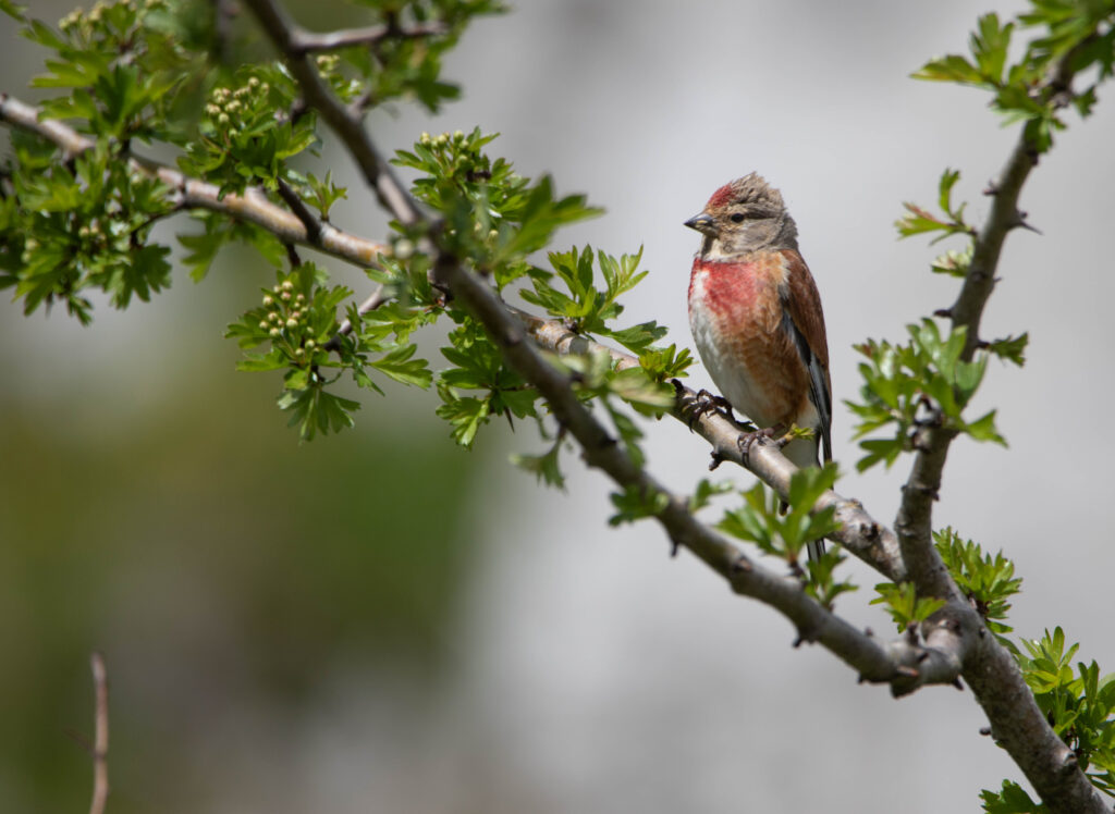 Linotte mélodieuse - Asturies - Mai 2024