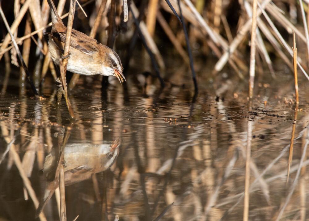 Lusciniole à moustaches 2 - Aiguamolls - Février 2024