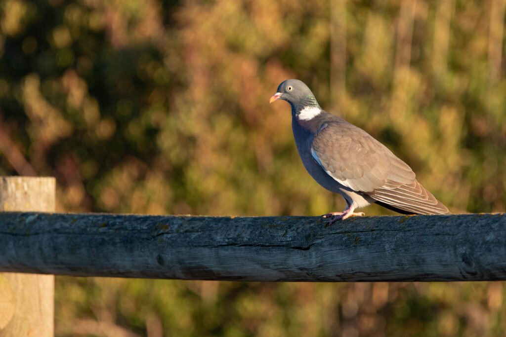 Pigeon ramier 2 - Aiguamolls - Février 2024