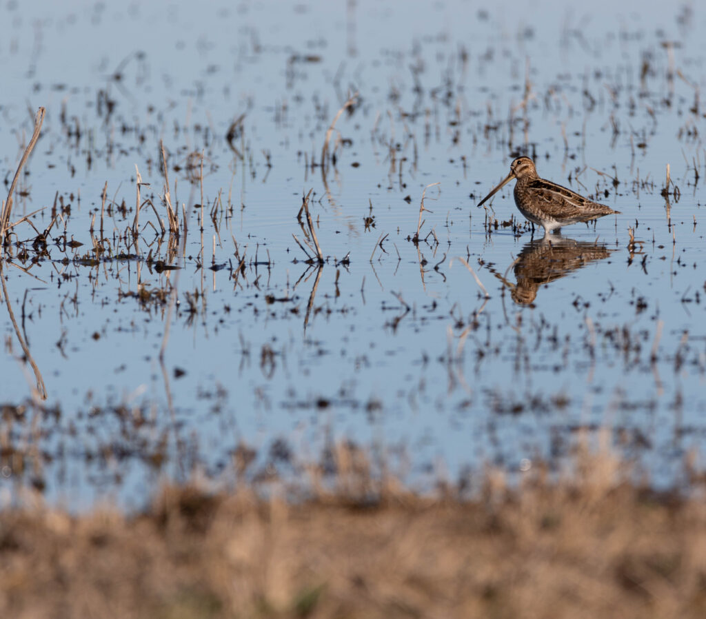 Bécassine des marais - Aiguamolls - Février 2024