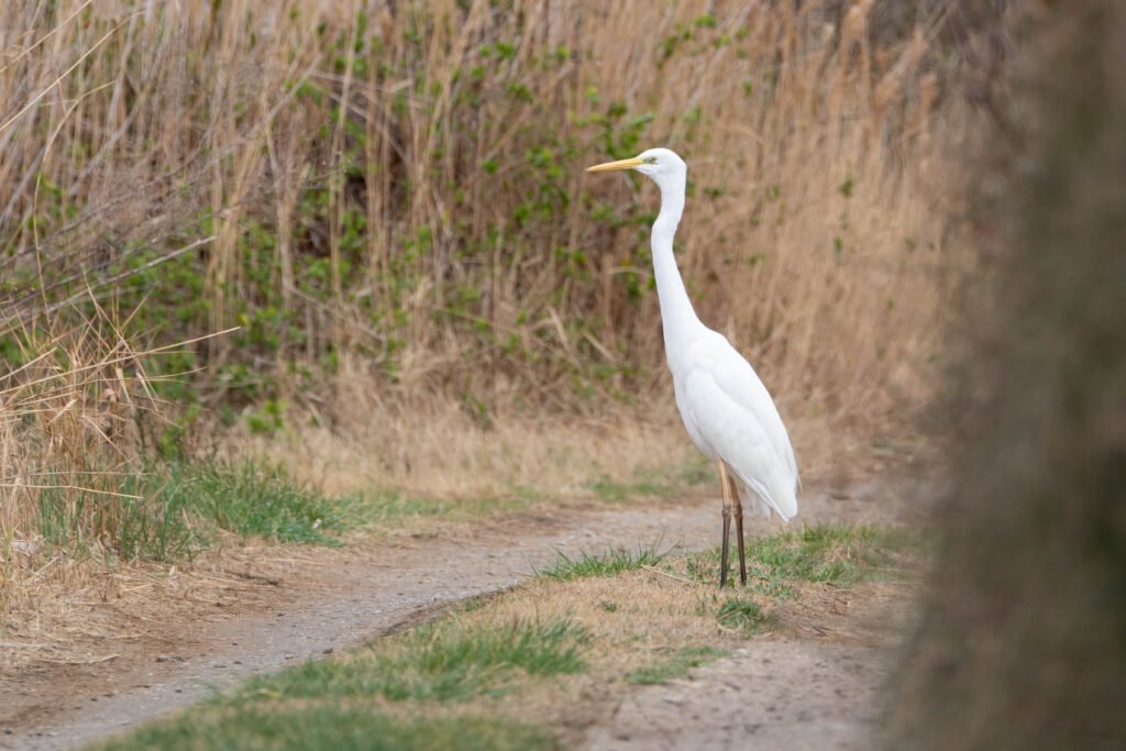 Grande aigrette (Ardea alba - Great Egret)