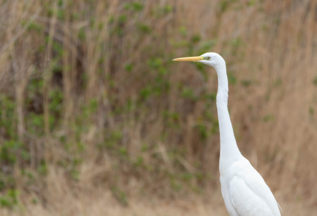 Grande aigrette 2 - Salses le Château - Février 2024