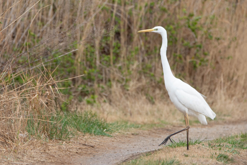 Grande aigrette 3 - Salses le Château - Février 2024