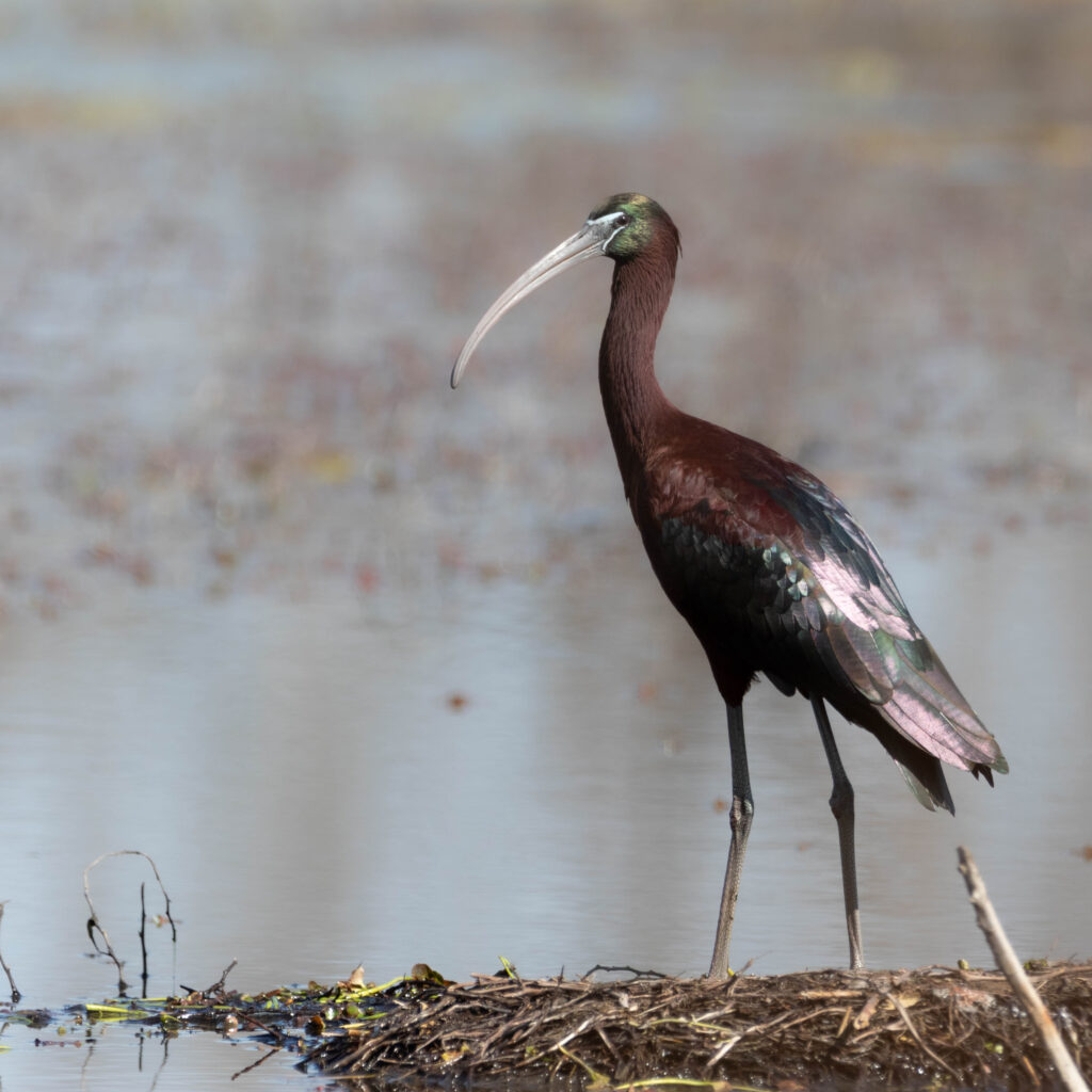 Ibis falcinelle - Scamandre - Mars 2024