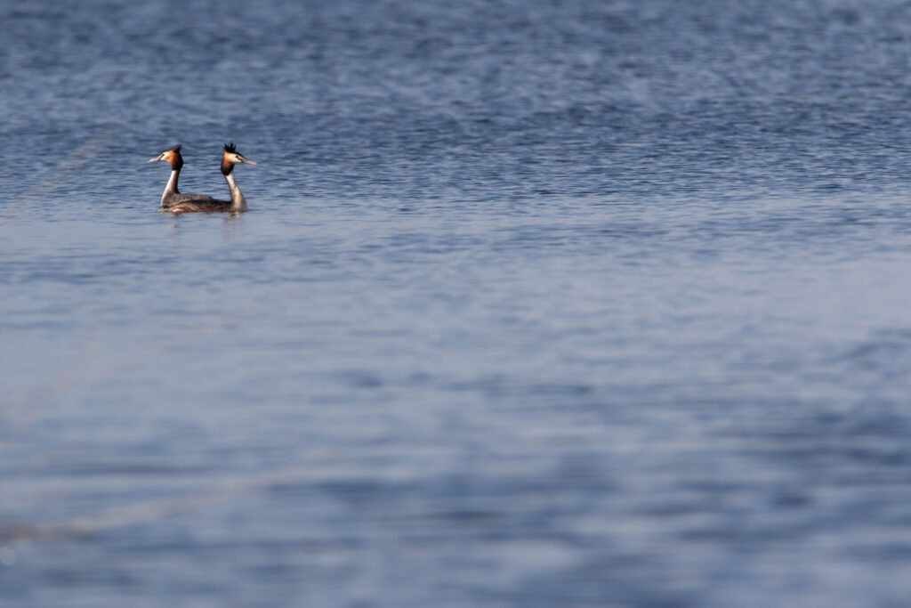 Grèbes huppés - Scamandre - Mars 2024