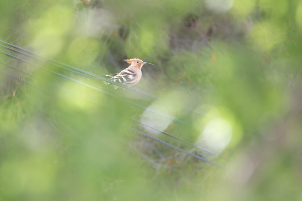 Huppe fasciée - Hérault - Mars 2024