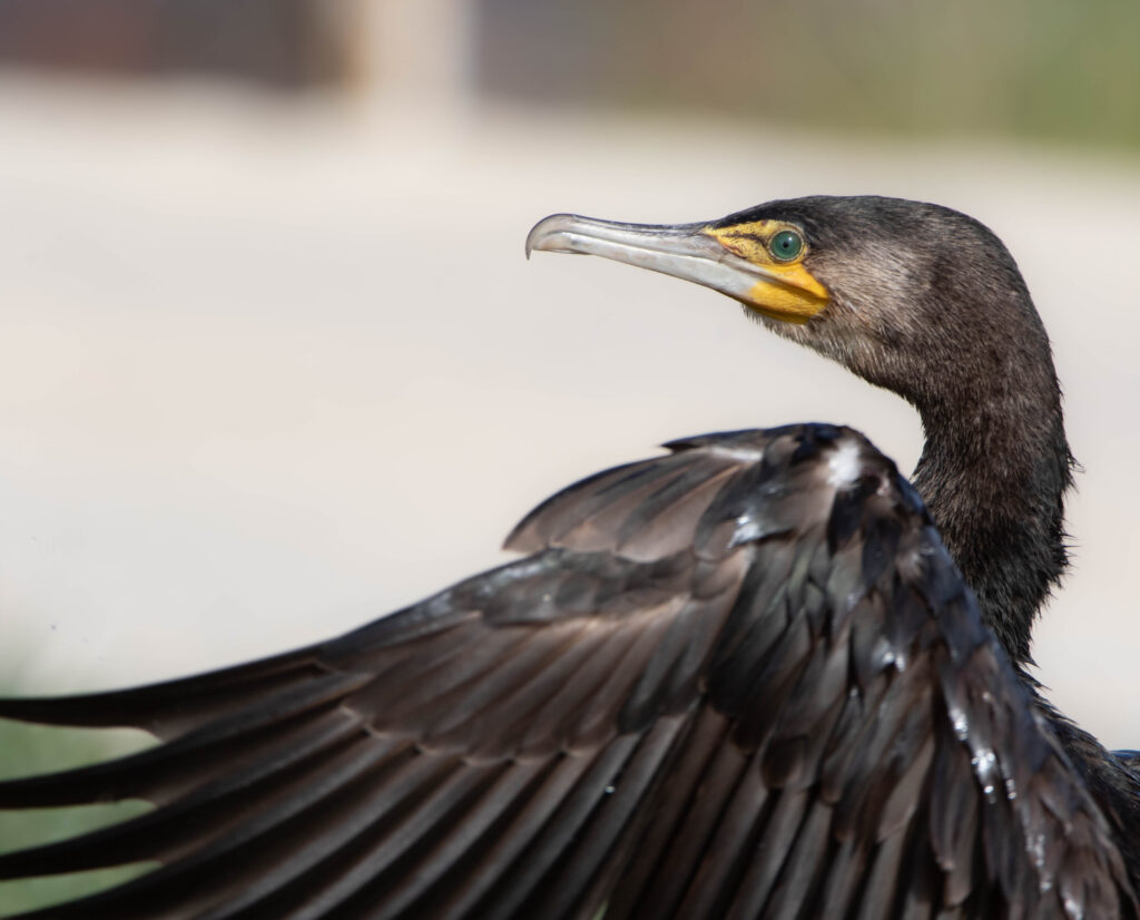 Grand cormoran - Pyrénées Orientales - Mars 2024