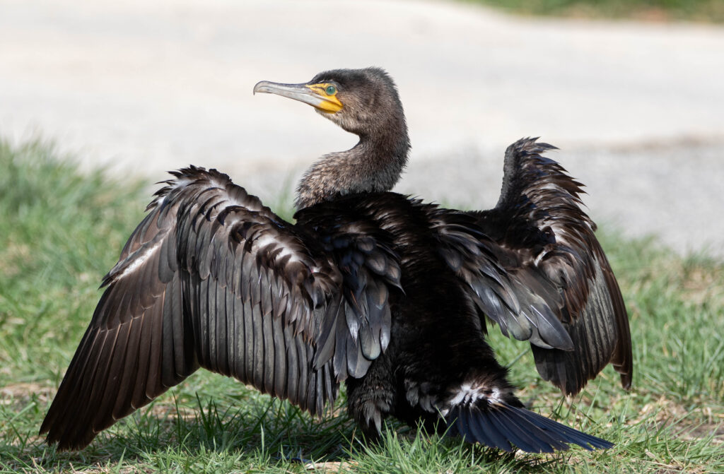 Grand cormoran 2 - Pyrénées Orientales - Mars 2024