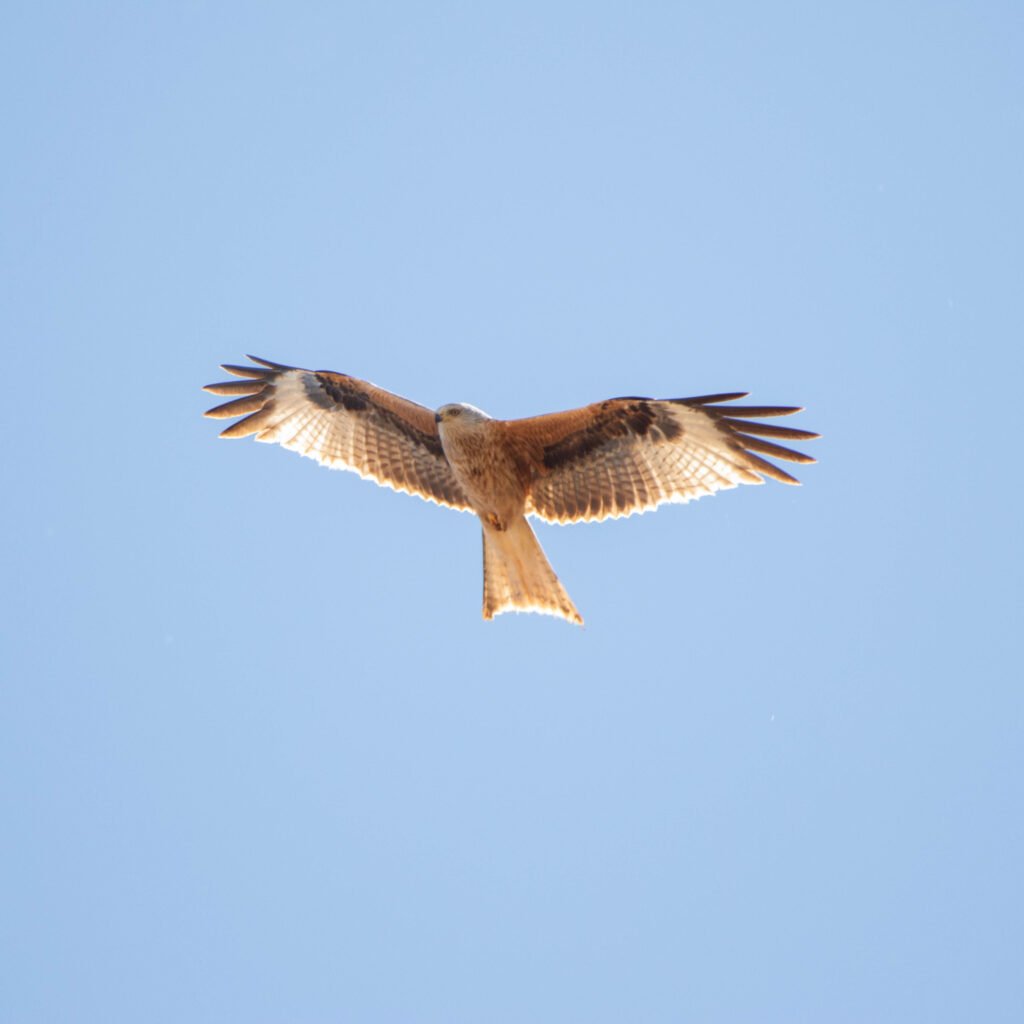 Migration rapaces