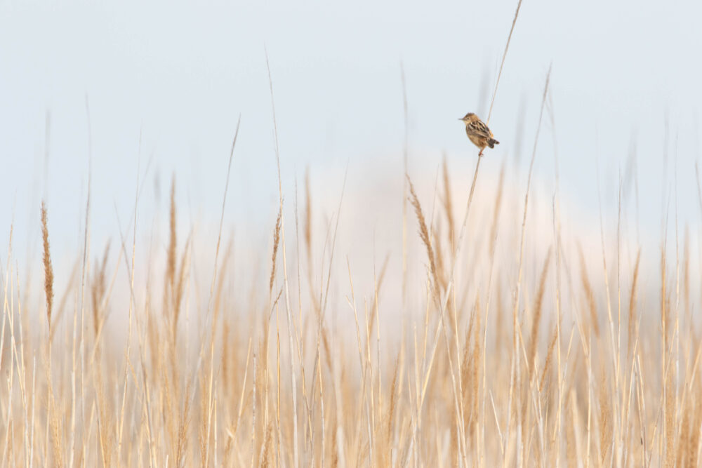 Cisticole des joncs - Canet en Roussillon - Avril 2024