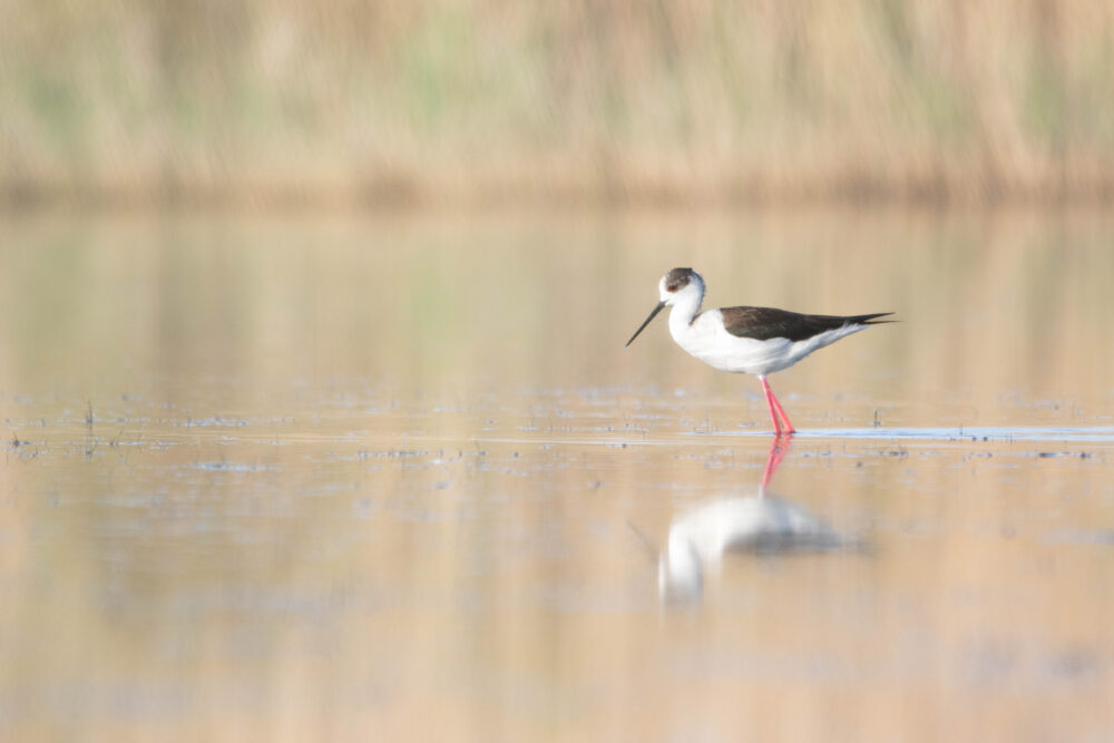 Echasse blanche 3 - Le Cailar - Avril 2024