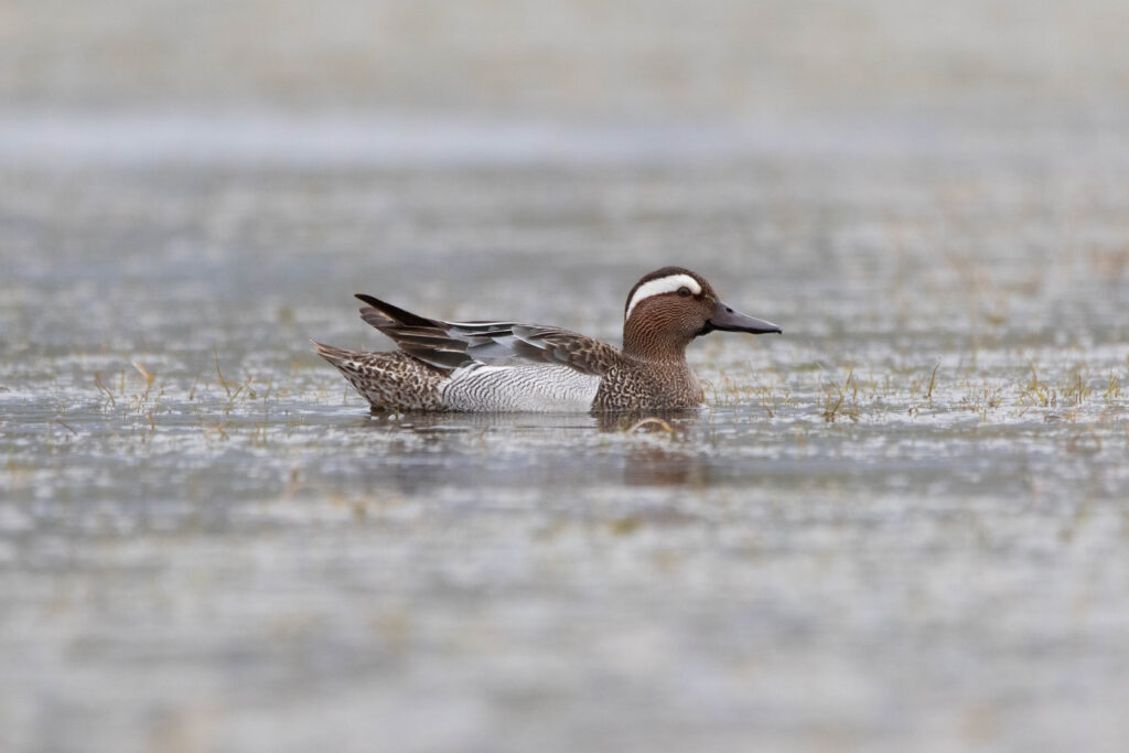 Sarcelle d'été 2 - Salses - Avril 2024