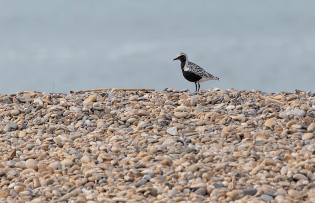 Pluvier argenté (Pluvialis squatarola - Grey Plover)