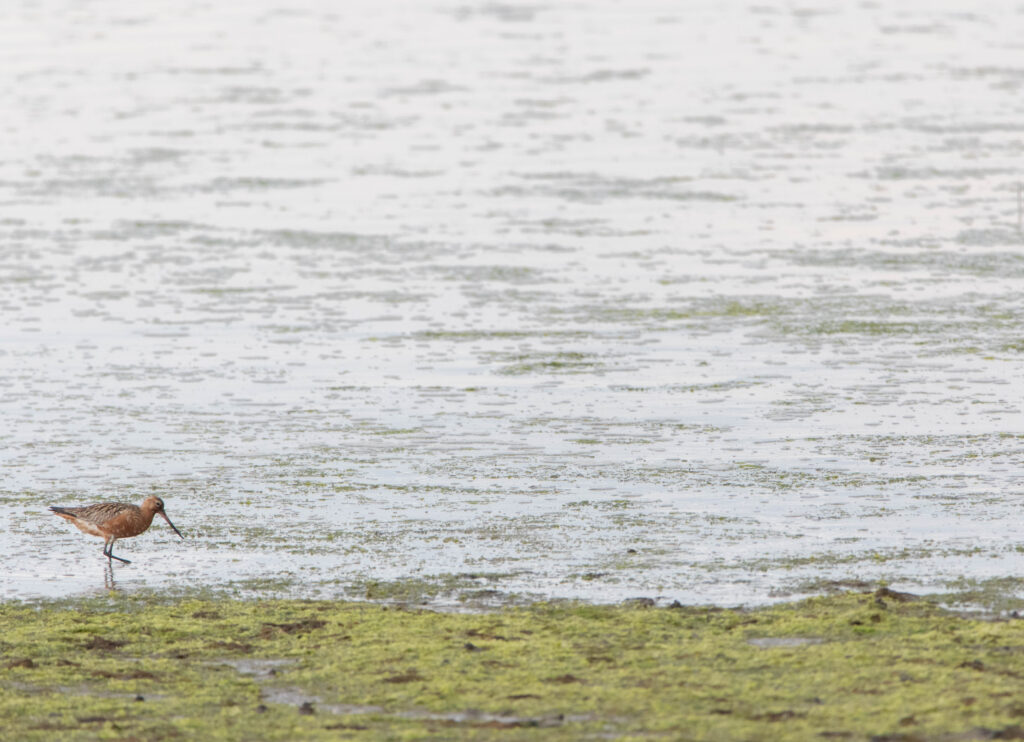 Barge rousse - Asturies - Mai 2024