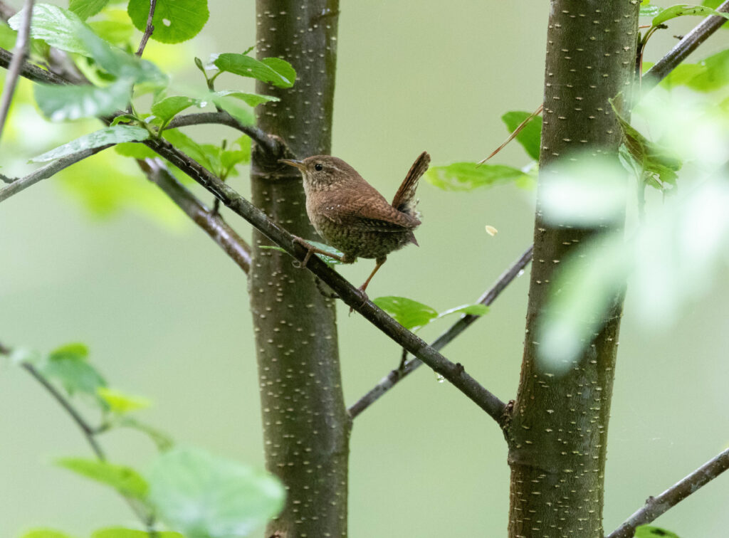 Troglodyte mignon - Asturies - Mai 2024