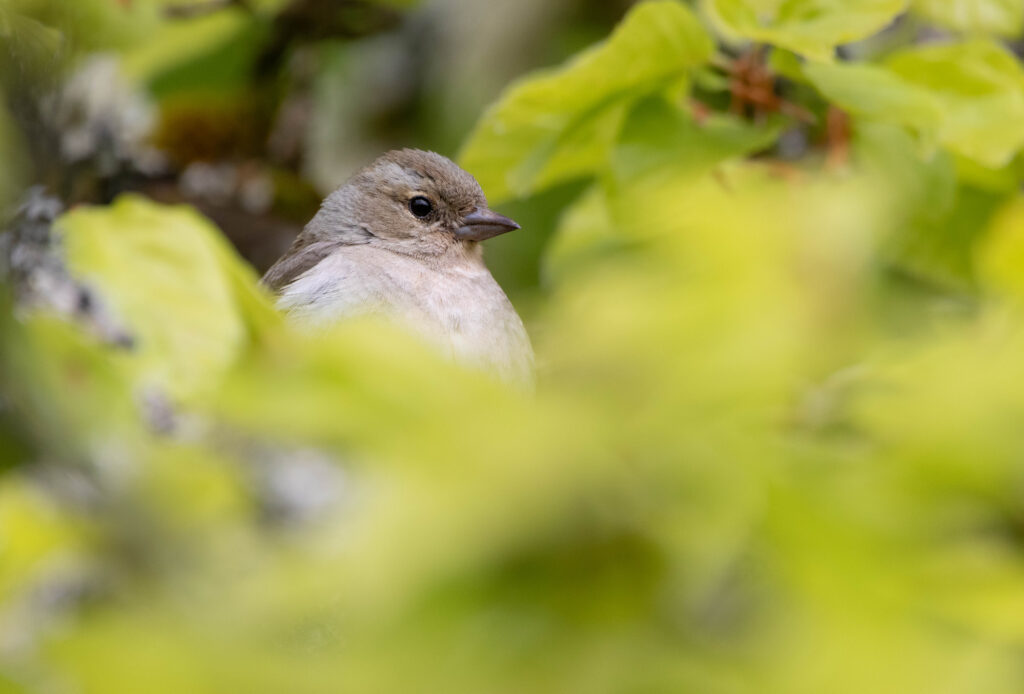 Pinson des arbres - Asturies - Mai 2024