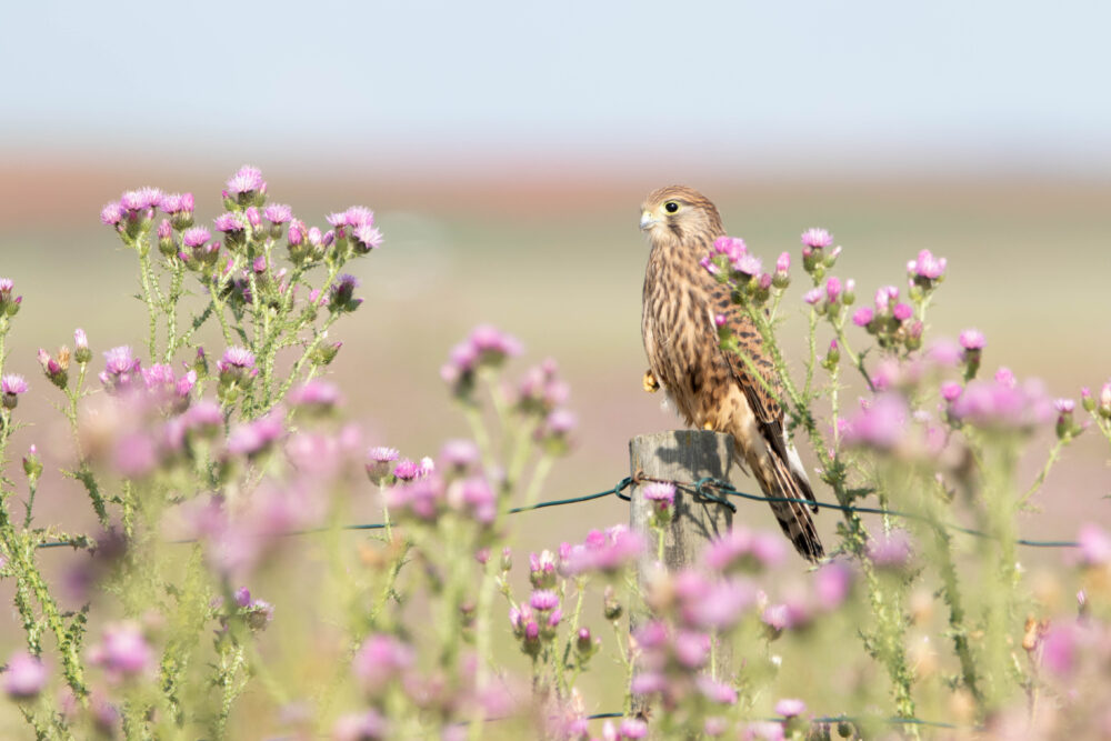 Faucon crécerelle 3 - Villafáfila - Mai 2024