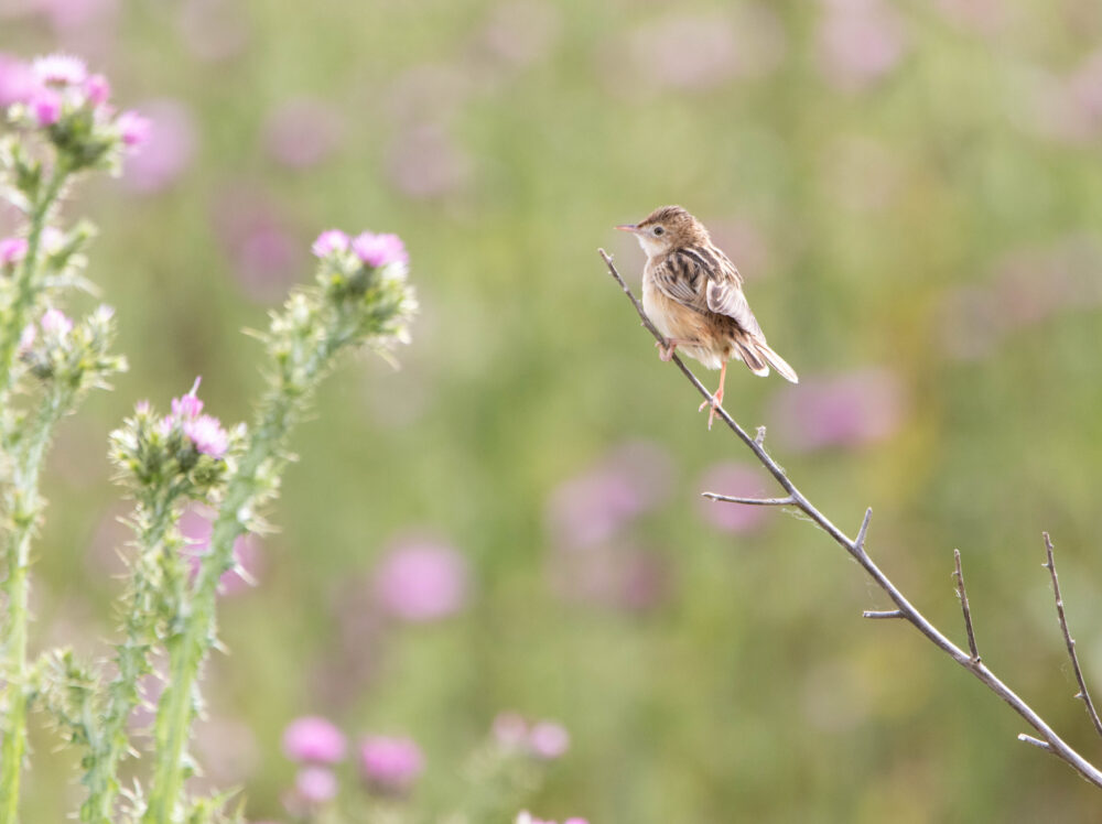Cisticole des joncs 3 - Villafáfila - Mai 2024