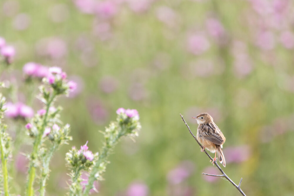 Cisticole des joncs 4 - Villafáfila - Mai 2024