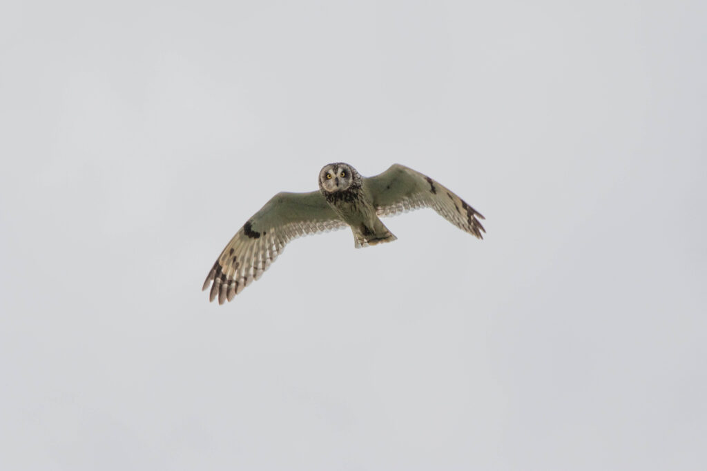 Hibou des marais (Asio flammeus - Short-eared Owl)