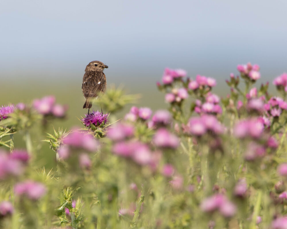 Tarier pâtre femelle - Villafáfila - Mai 2024
