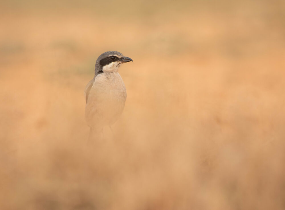 Pie-grièche méridionale - Belchite - Mai 2024