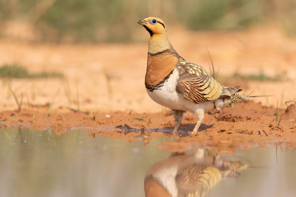 Ganga cata 13 - Belchite - Mai 2024