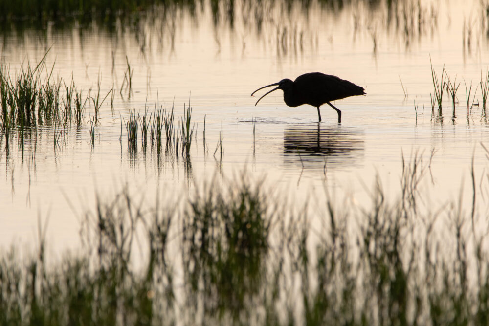 Ibis falcinelle - Aiguamolls- Mai 2024
