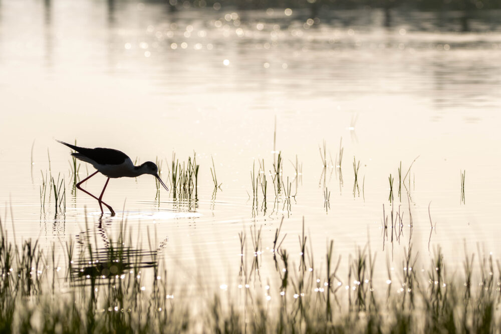 Echasse blanche 2 - Aiguamolls- Mai 2024