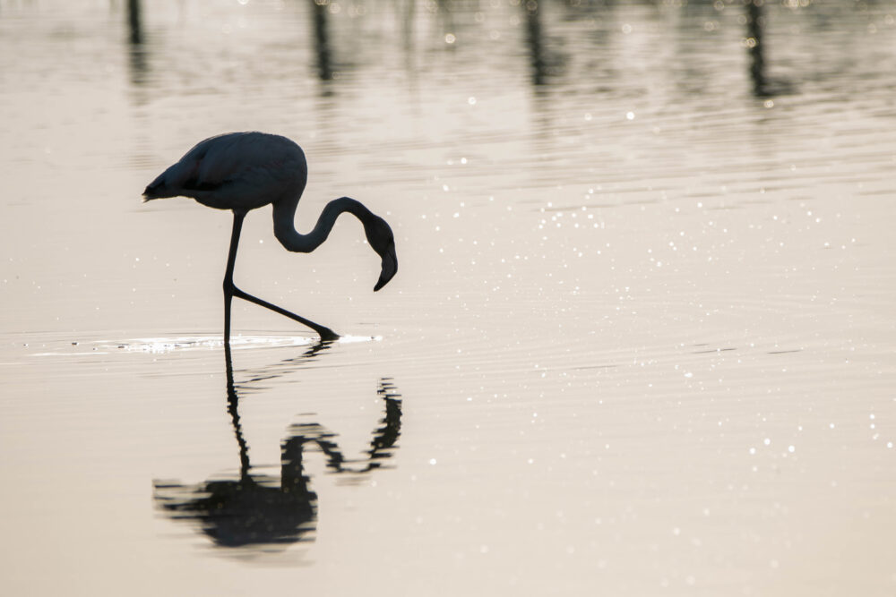 Flamant rose 3 - Aiguamolls- Mai 2024