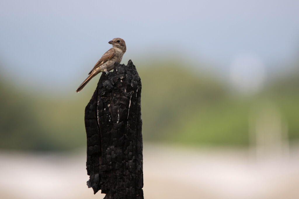 Pie-grièche écorcheur (Lanius collurio - Red-backed Shrike)