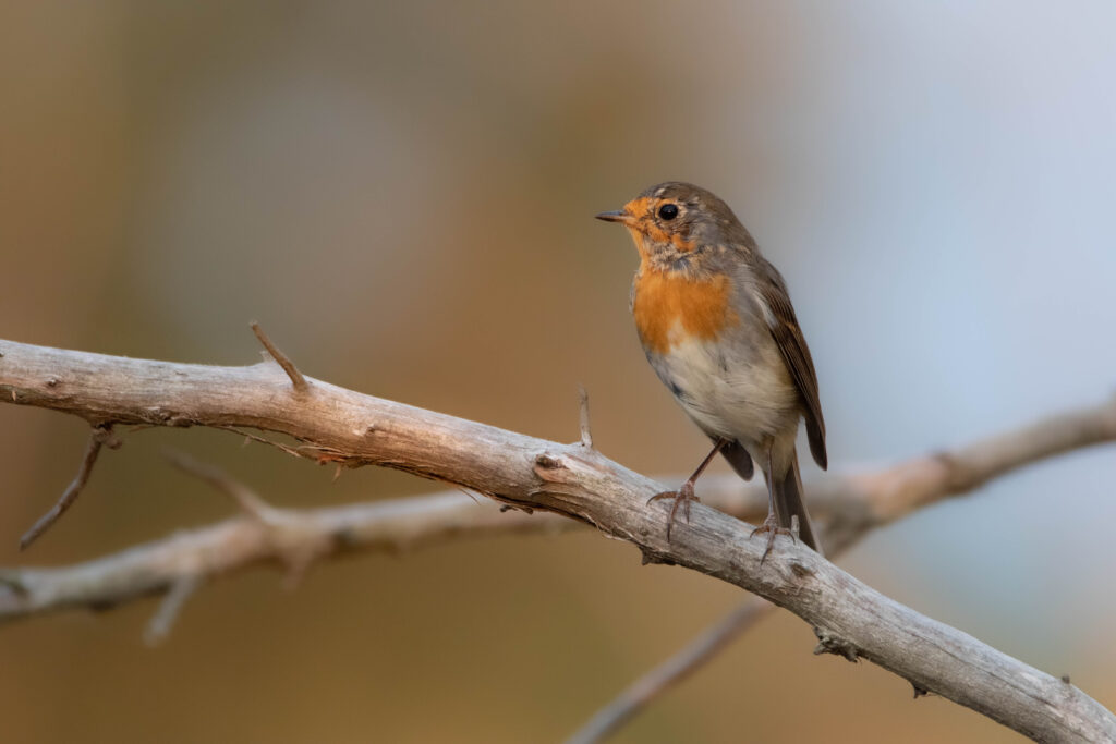 Rougegorge familier (Erithacus rubecula - European Robin)