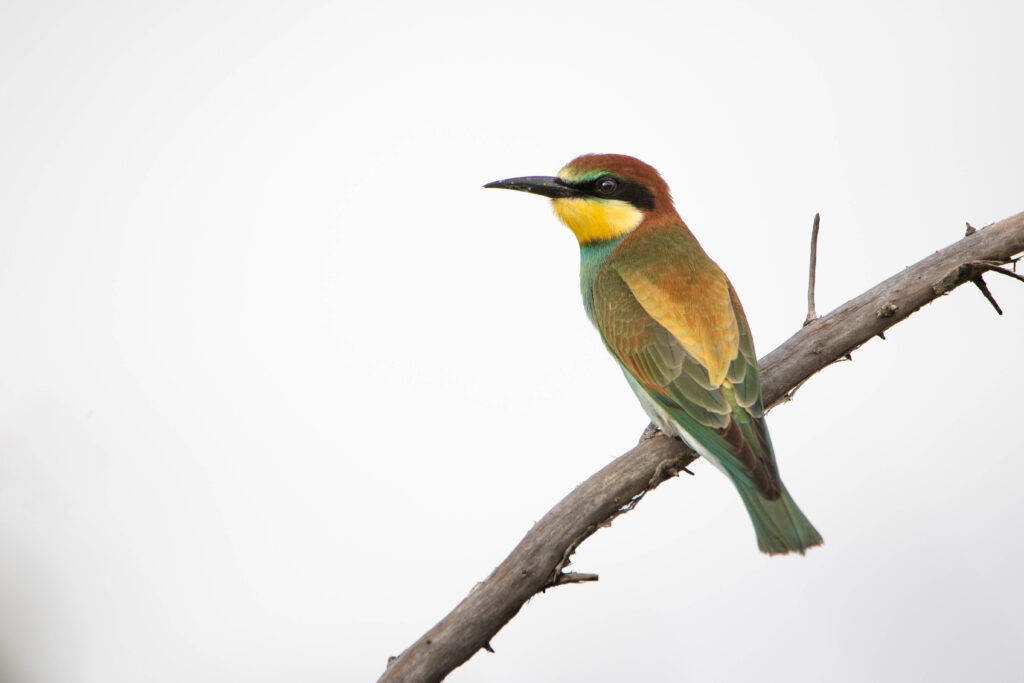 Guêpier d'Europe (Merops apiaster - European Bee-eater) - Villeneuve la rivière