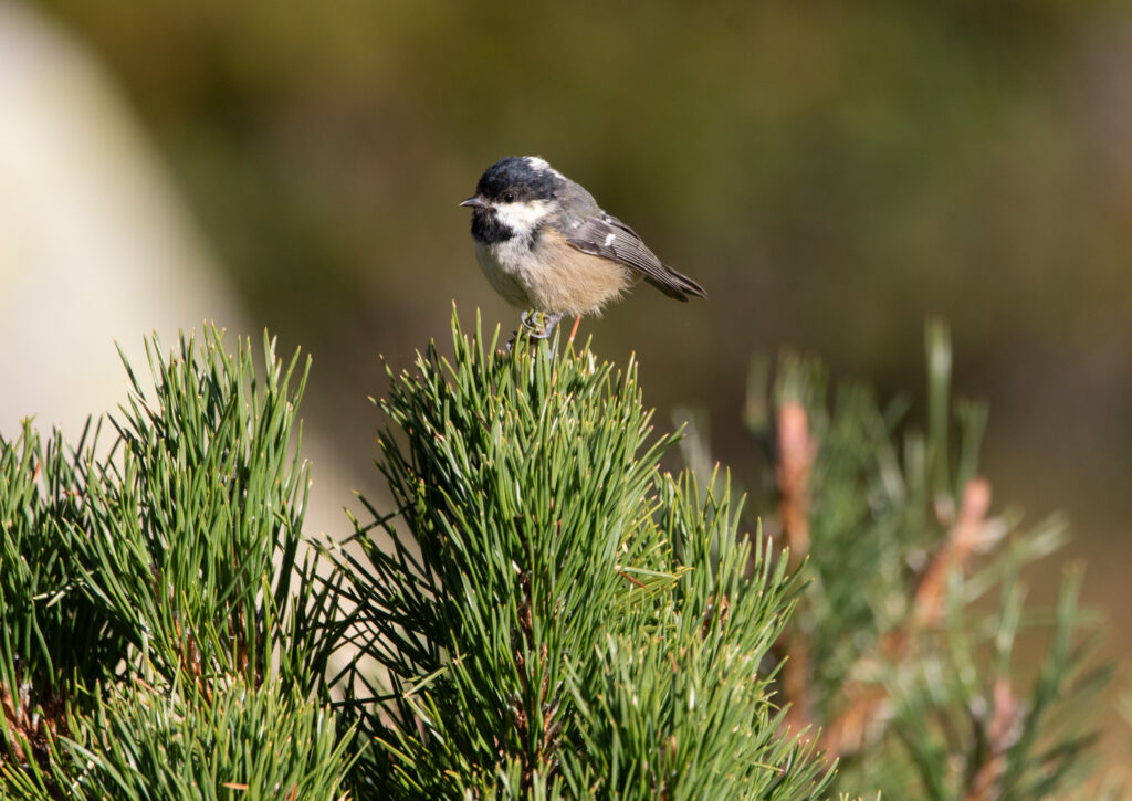 Mésange noire (Periparus ater - Coal Tit) - Capcir