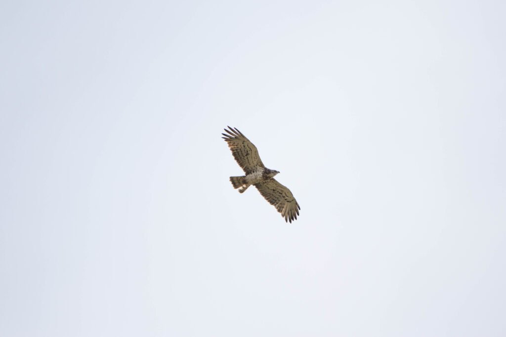 Migration rapaces 10x42