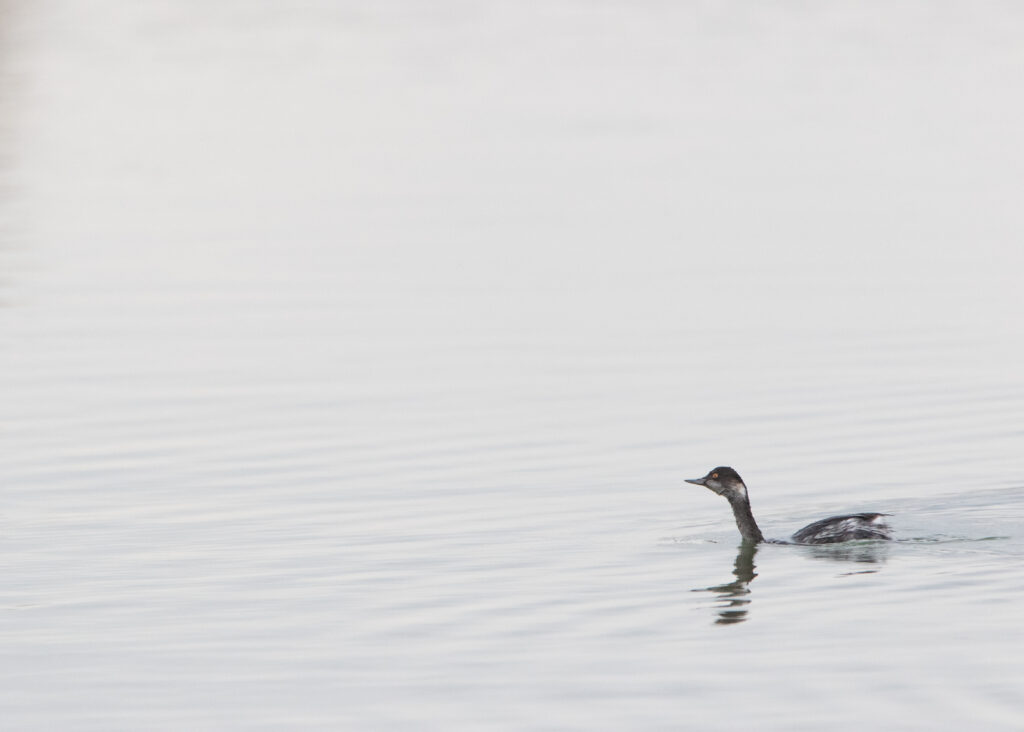 Grèbe à cou noir (Podiceps nigricollis - Black-necked Grebe)