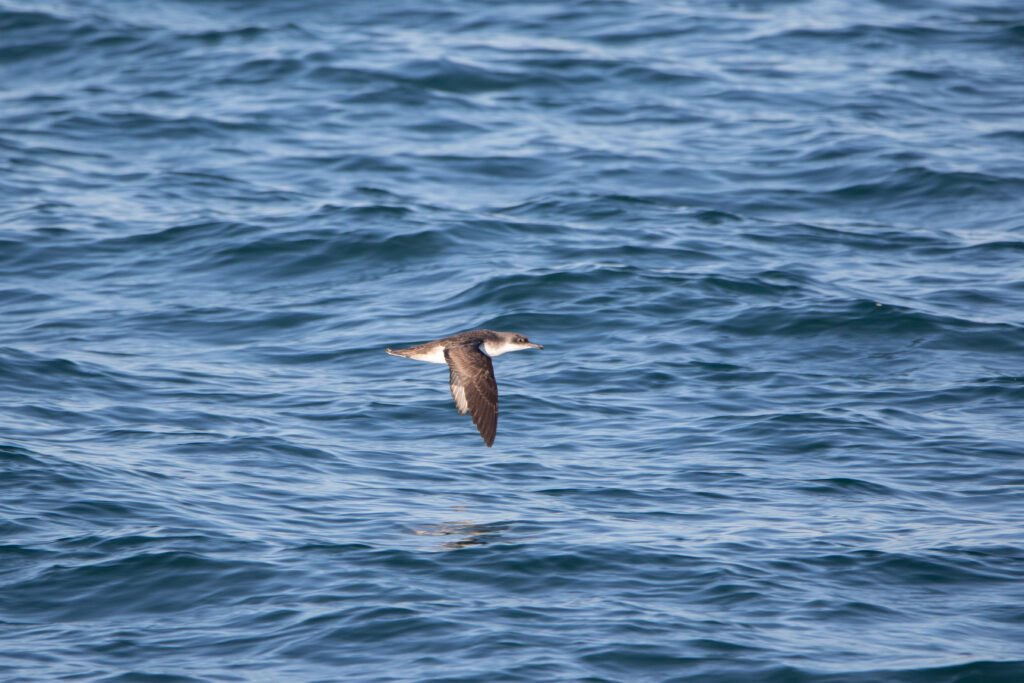 Seawatching puffins 10x42