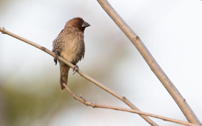 Capucin damier (Lonchura punctulata - Scaly-breasted Munia) - Bangkok - Janvier 2025