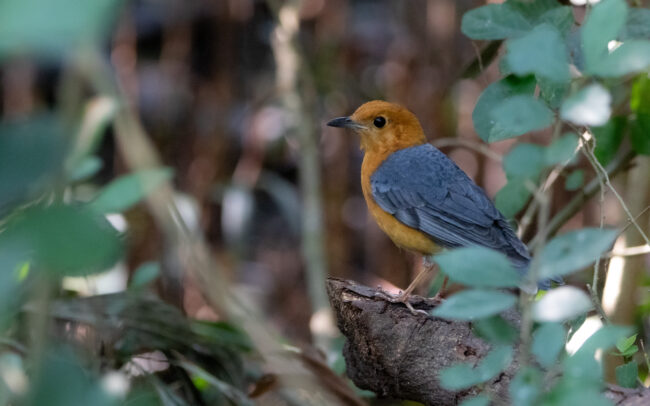 Grive à tête orange (Geokichla citrina - Orange-headed Thrush) - Bangkok - Janvier 2025