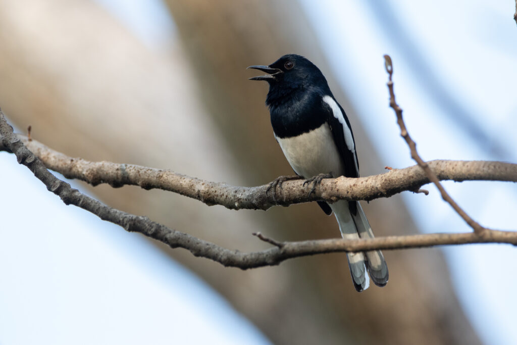 Shama dayal (Copsychus saularis - Oriental Magpie-Robin) - Bangkok - Janvier 2025