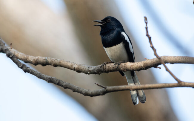 Shama dayal (Copsychus saularis - Oriental Magpie-Robin) - Bangkok - Janvier 2025