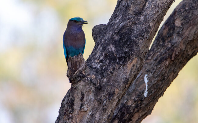 Rollier d'Indochine (Coracias affinis - Indochinese Roller) - Bangkok - Janvier 2025