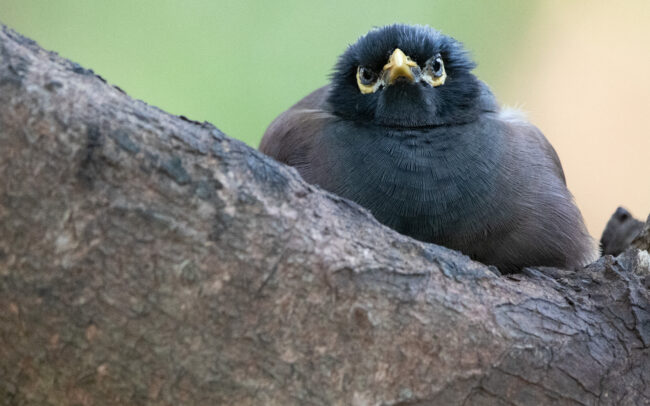 Martin triste (Acridotheres tristis - Common Myna) - Bangkok - Janvier 2025