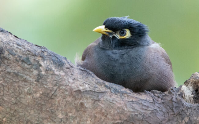 Martin triste 2 (Acridotheres tristis - Common Myna) - Bangkok - Janvier 2025