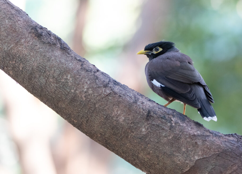 Martin triste 3 (Acridotheres tristis - Common Myna) - Bangkok - Janvier 2025