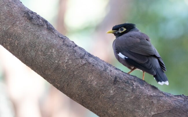 Martin triste 3 (Acridotheres tristis - Common Myna) - Bangkok - Janvier 2025