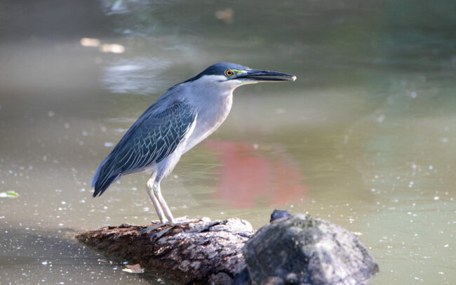Héron strié (Butorides striata - Striated Heron) - Bangkok - Janvier 2025