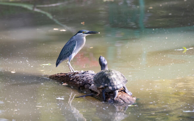 Héron strié et tortue (Butorides striata - Striated Heron) - Bangkok - Janvier 2025