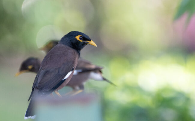 Martin triste 4 (Acridotheres tristis - Common Myna) - Bangkok - Janvier 2025