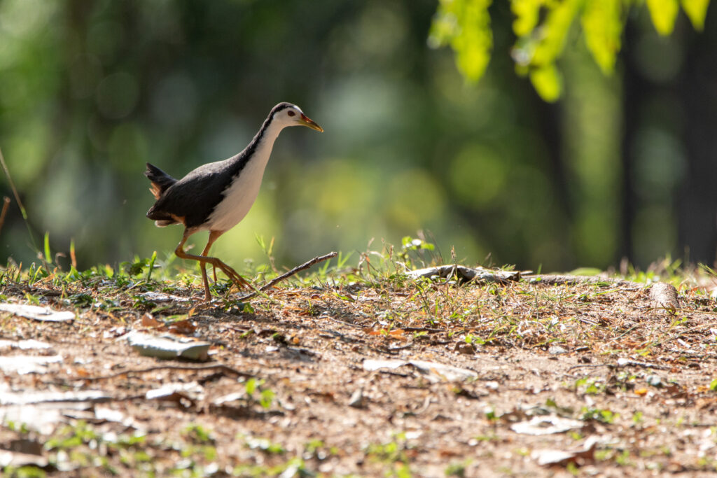 Râle à poitrine blanche (Amaurornis phoenicurus - White-breasted Waterhen) - Bangkok - Janvier 2025
